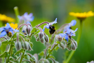 Unveiling the Beauty of Borage