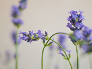 A Guide To Lavender Essential Oil