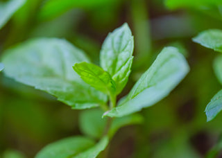 Energy-Boosting Essential Oils For Winter